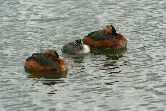 Slavonian Grebe, Lake Myvatn, Iceland